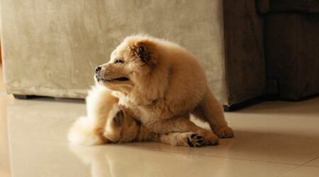 Things to do before and after a home flea treatment