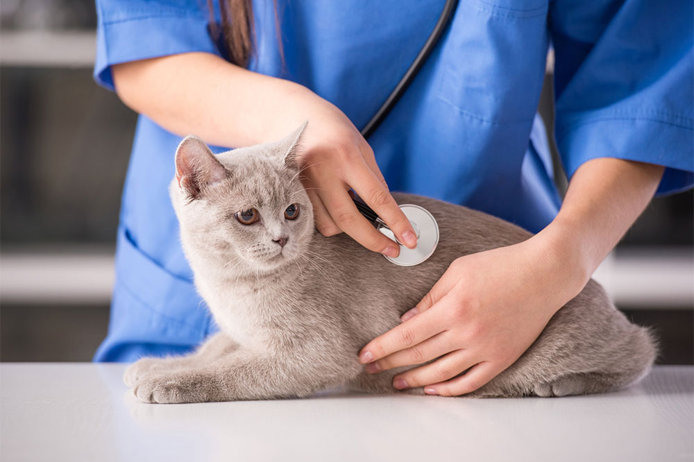 Best ways to identify and treat allergies in cats