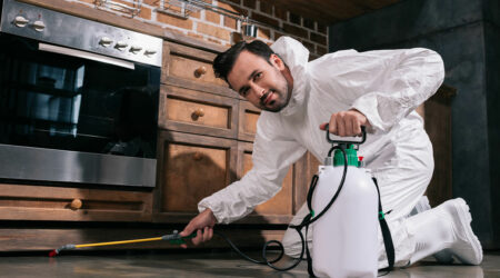 Top 5 pest control services
