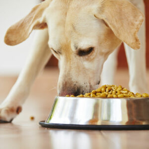 Top 10 healthy dog food brands