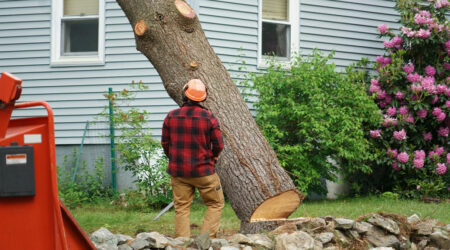 A complete guide to tree removal