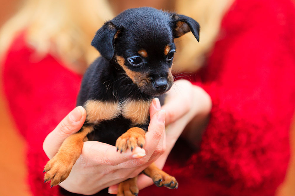 Animal adoption – Things to consider and benefits