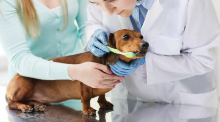Pet allergy – Diagnosis, management, and prevention