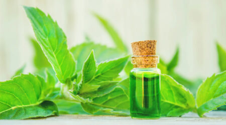 Top 6 repellents for a mouse-free home
