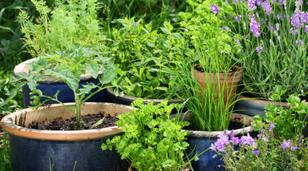 Benefits of gardening and easy tips to get started
