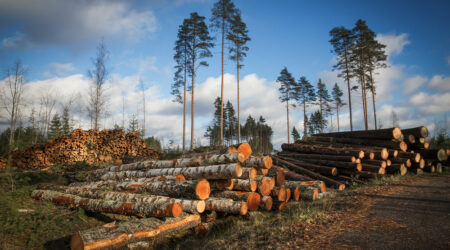 Types of logging systems and key forestry equipment