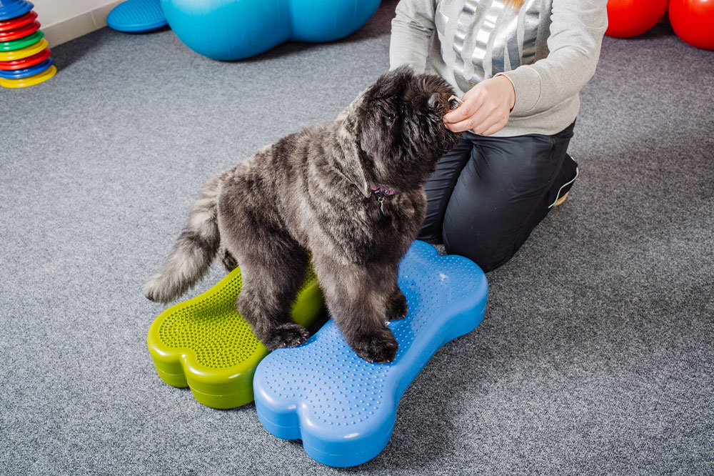 3 great dog training methods for pet owners
